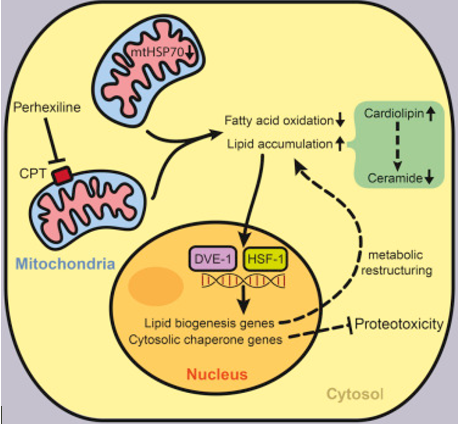 lipid synthesis