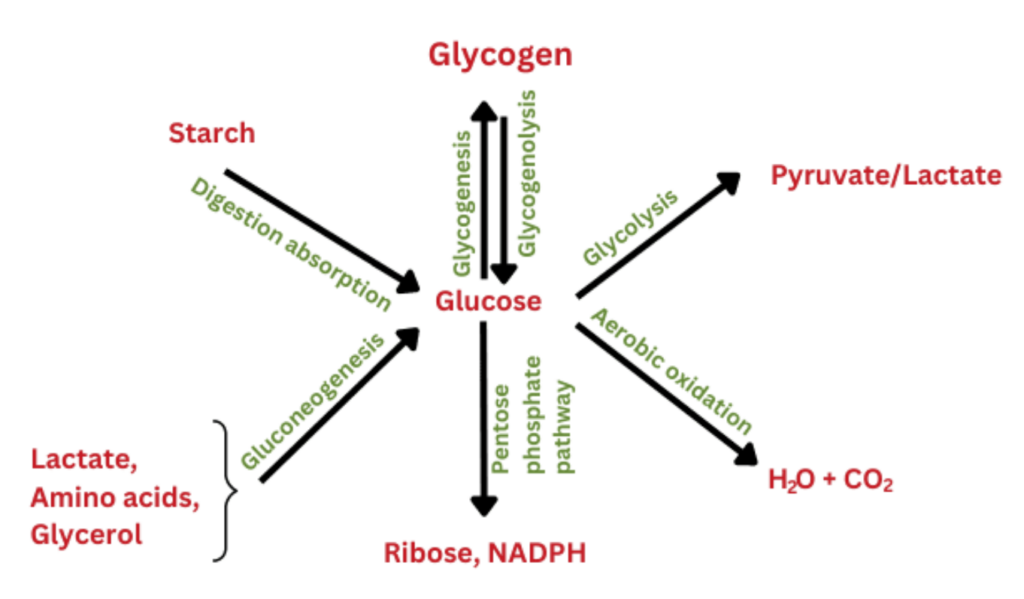 Biosynthesis of Carbohydrates