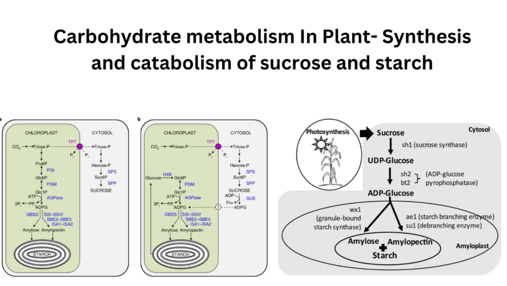 Carbohydrate metabolism In Plant- Synthesis and catabolism of sucrose and starch