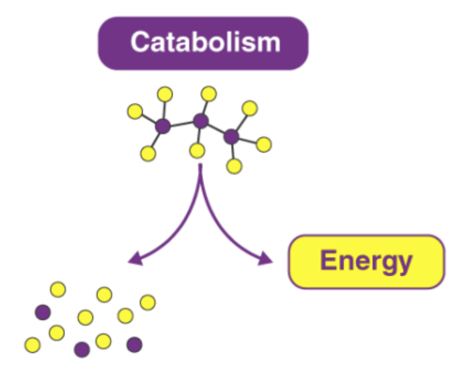 catabolism