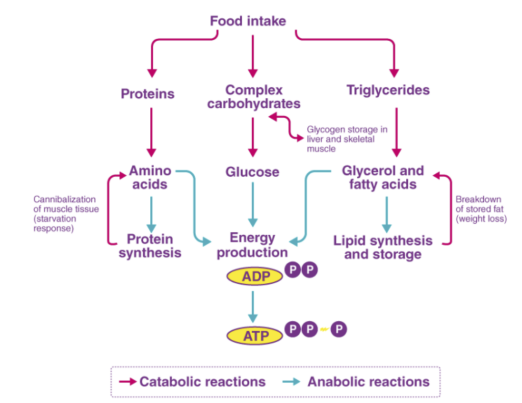 Catabolic reactions and Anabolic reactions
