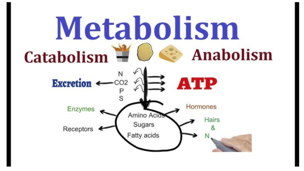 The difference of catabolic and anabolic