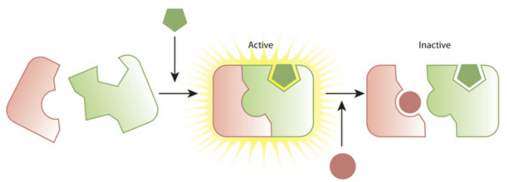 Enzyme Inactivation