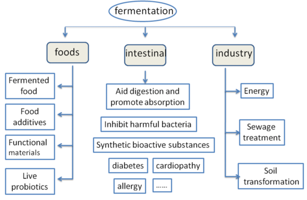 bacterial fermentation