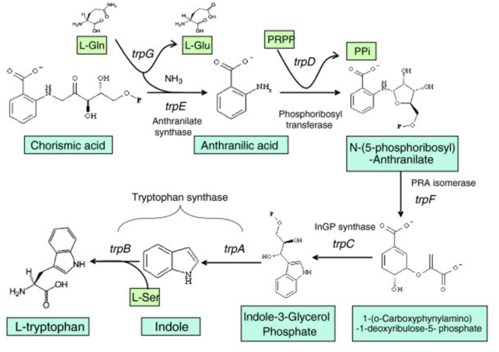 biosynthesis examples
