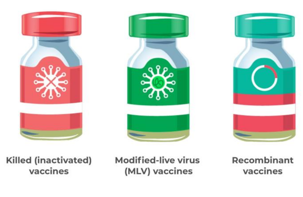 modified live vaccine