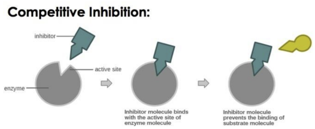 Enzyme Inhibition Mechanisms