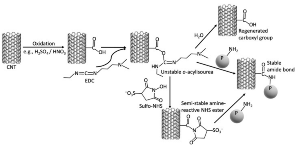 The structure of enzymes