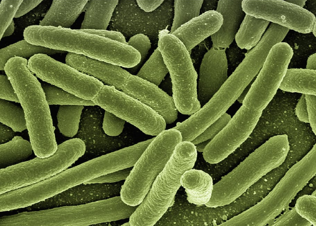 bacterial fermentation