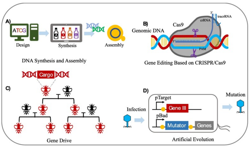 DNA Synthesis and Assembly