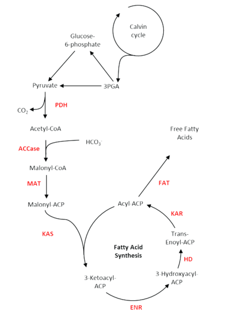 Lipid Synthesis
