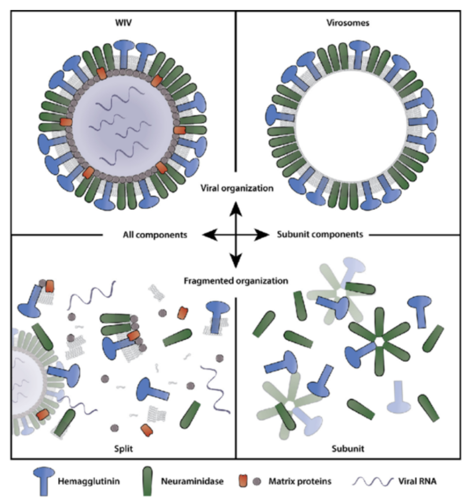 inactivated flu vaccine