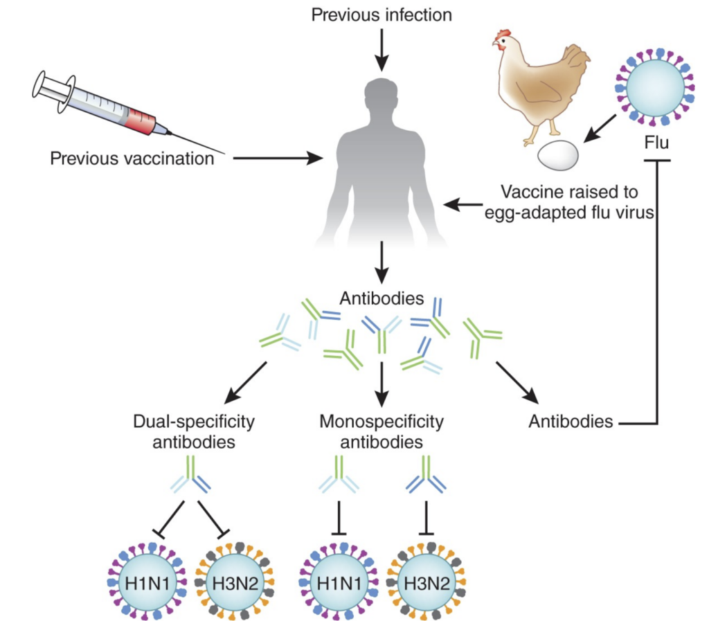 The principle of inactivated flu vaccine