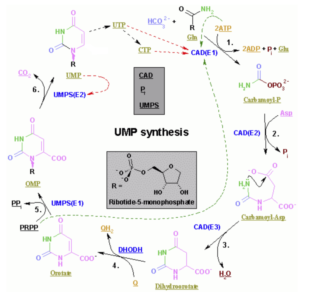 biosynthesis