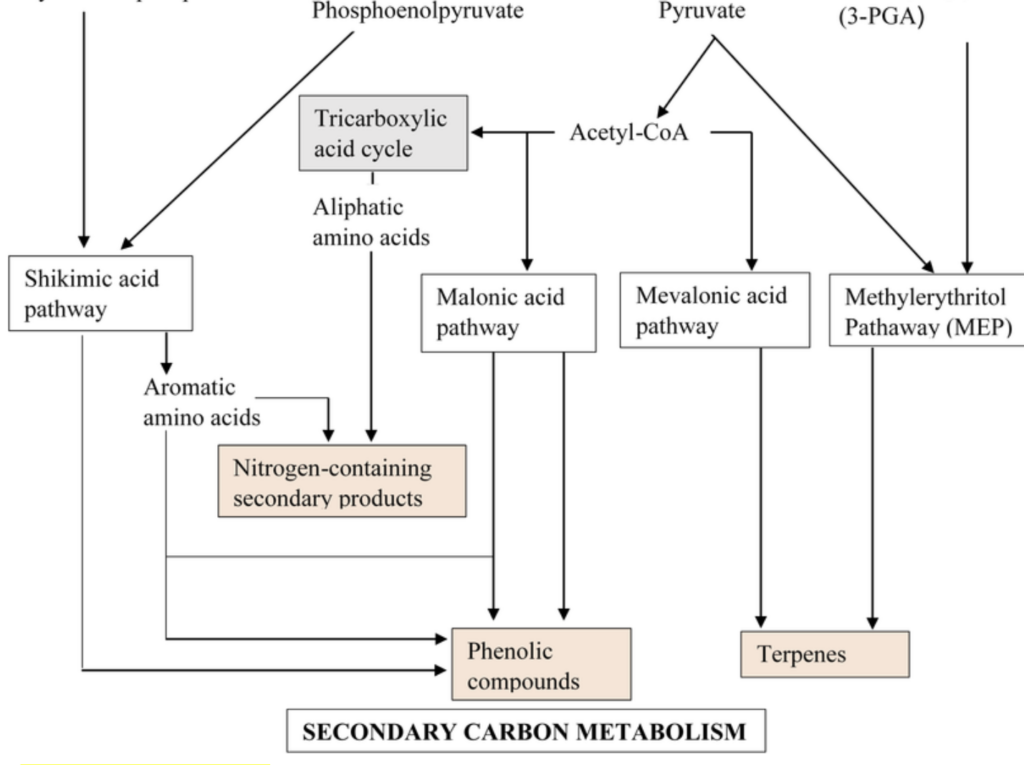 biosynthesis