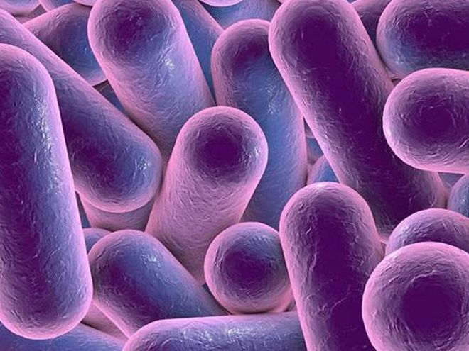 Bacterial-Fermentation