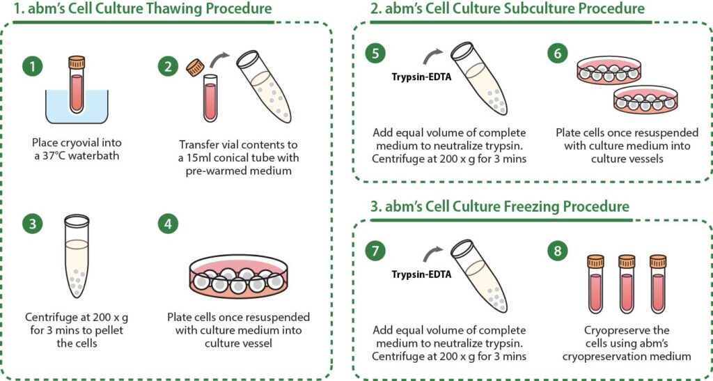 Mammalian cell culture process