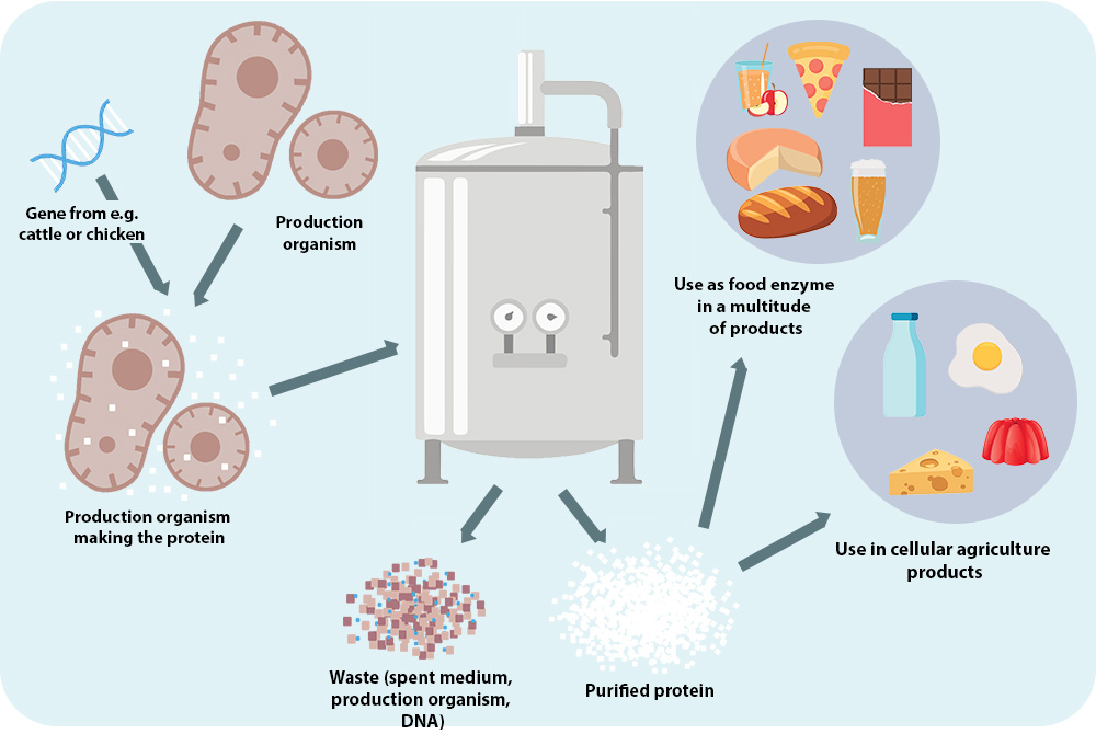Microbial-fermentation-process