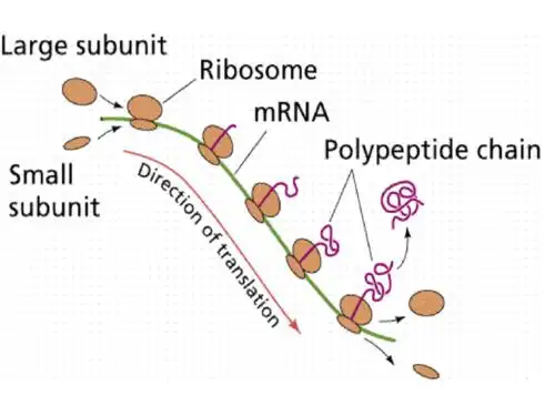 Protein synthesis process