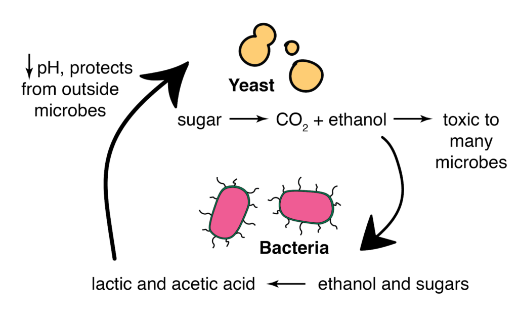 Several-types-of-microorganisms-play-pivotal-roles-in-fermentation Principles of Microbial Fermentation