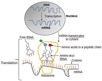 The Basics of Protein Synthesis(2)