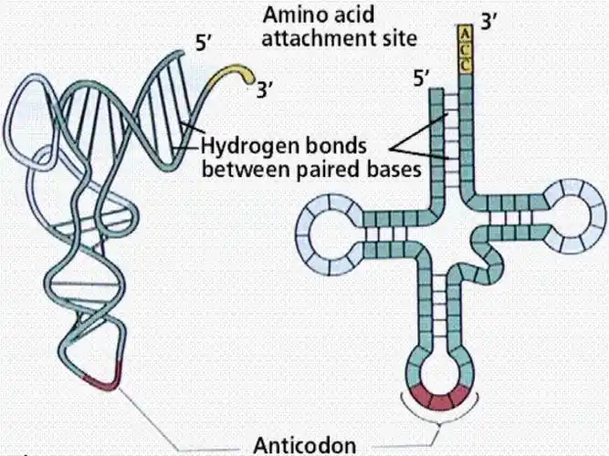 The Basics of Protein Synthesis(3)